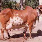 Assam beef ban
