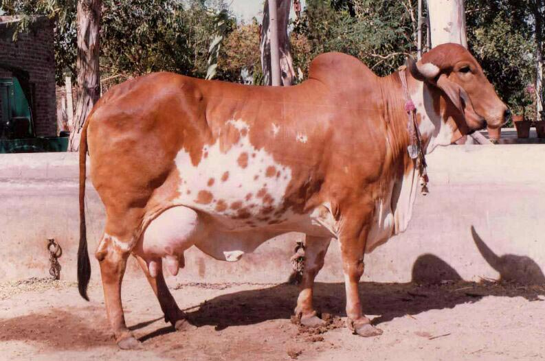 Cow scandal